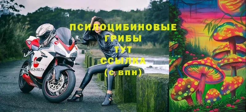 Псилоцибиновые грибы Cubensis  купить  цена  MEGA ССЫЛКА  Майкоп 